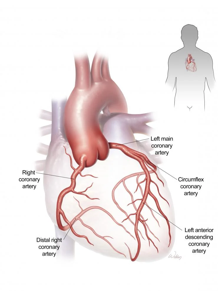 Coronary artery anatomy illustration
