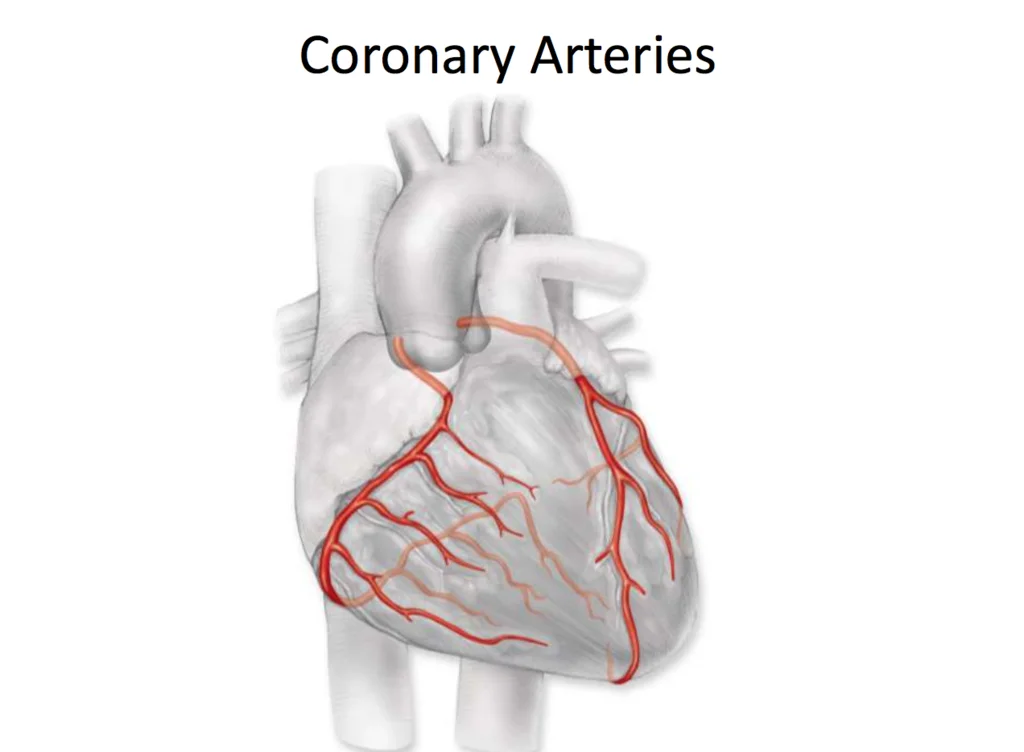 Clinical illustration of coronary artery anatomy
