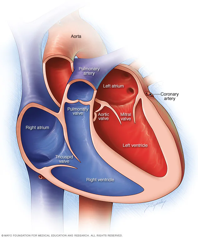 Four-chamber heart anatomy illustration used in the patient-facing report
